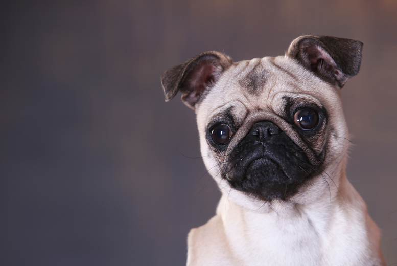 £9 instead of £205 for a pet photoshoot including two prints and two £50 vouchers at Capture - choose from 90 UK locations and save 96%