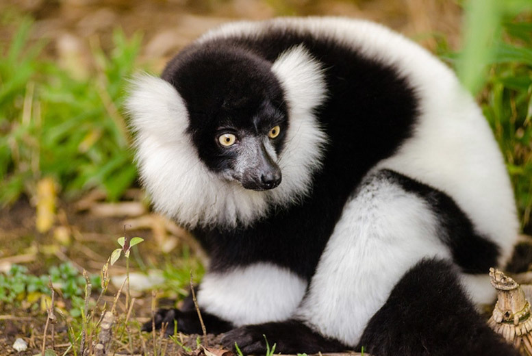 £12 instead of £24 for family zoo entry at Ponderosa Zoo, Heckmondwike - save 50%