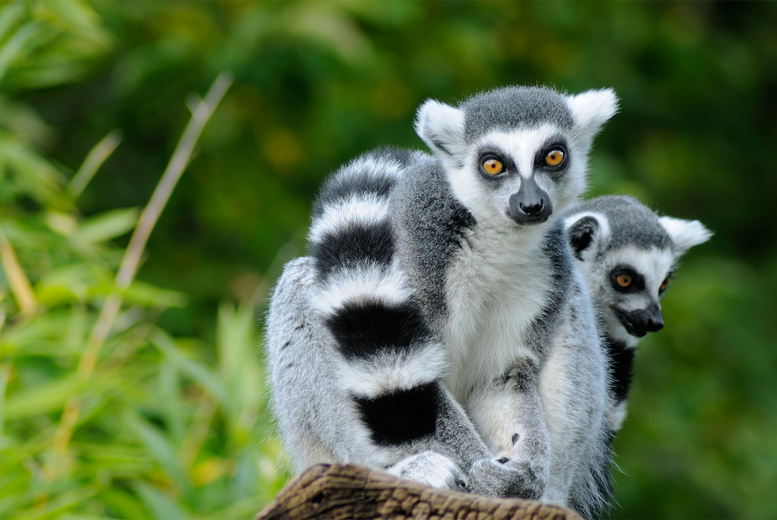 €159 (at Wellington Park Hotel, Belfast) for an overnight stay for four people including breakfast, overnight car parking, a pizza each and a family ticket to Belfast Zoo, or €169 to include tickets to Titanic Belfast - save up to 32%