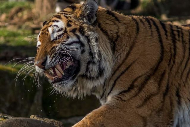 Yorkshire wildlife park discount coupons