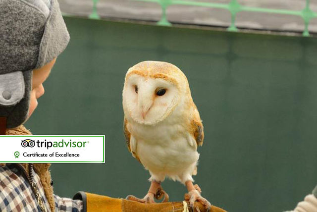 90 minute falconry bird handling experience voucher 14 minute owl