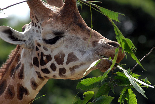 Yorkshire wildlife park discount coupons