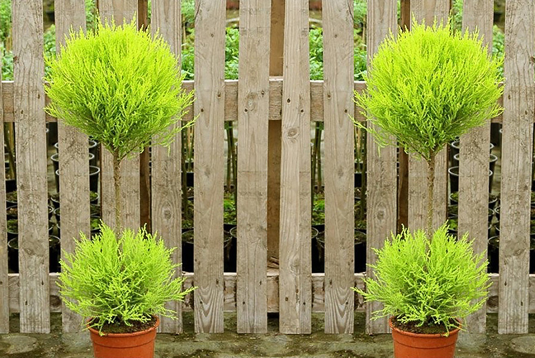 €29 instead of €56.22 (from Plant Store) for a pair of evergreen Goldcrest topiary trees - save 48%