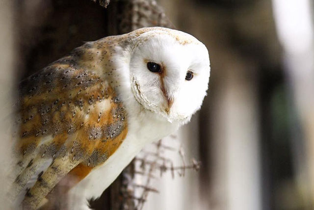 shropshire falconry 90 minute owl experience voucher 19 minute owl