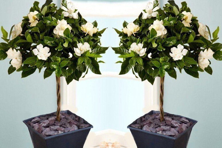 €29 instead of €85.31 (from Plant Store) for two Gardenia trees in bud and bloom, €39.99 for four - save up to 66%