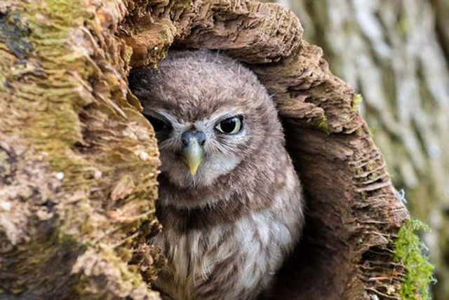 90 min owl experience for 1 or 2 minute owl